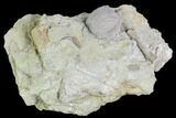 Blastoid (Pentremites) Fossil - Illinois #102263-1